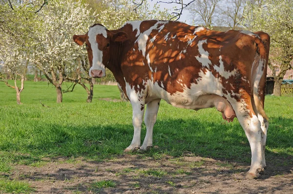 Vaca Marrón Blanca — Foto de Stock