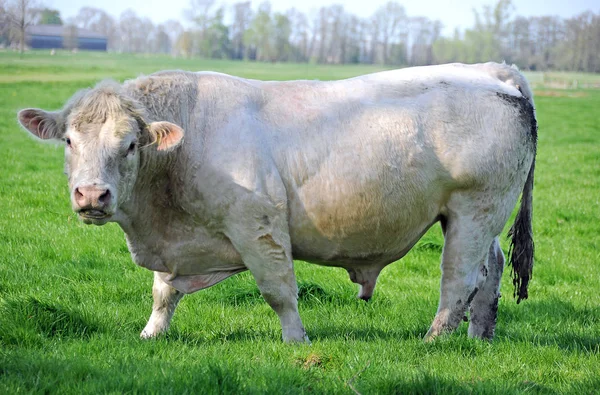 Domestic Cattle Pasture — Stock Photo, Image