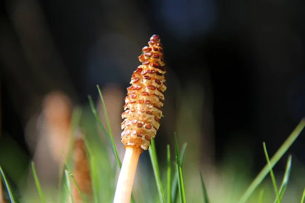 Apelsinblomma Gräset — Stockfoto