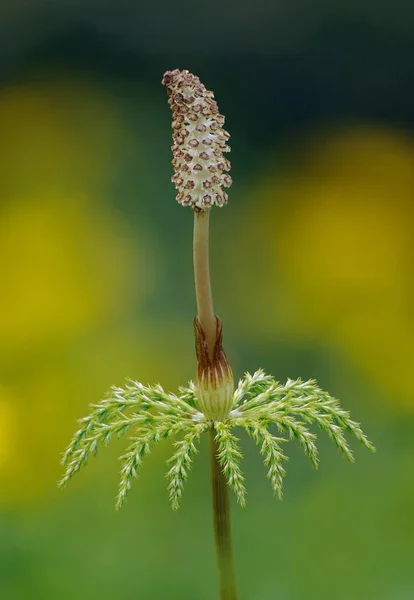 Vacker Botanisk Skott Naturliga Tapeter — Stockfoto