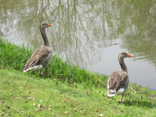 Aussichtsreiche Aussicht Auf Gänsevögel Der Natur — Stockfoto