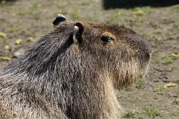 異なる動物に焦点を当て — ストック写真