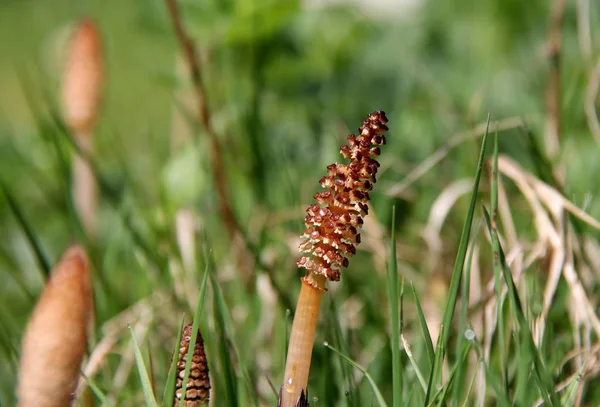 Bel Colpo Botanico Carta Parati Naturale — Foto Stock