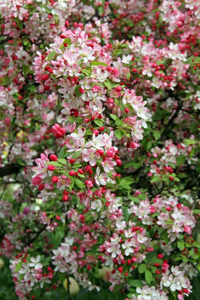 リンゴの木春に花を咲かせ — ストック写真