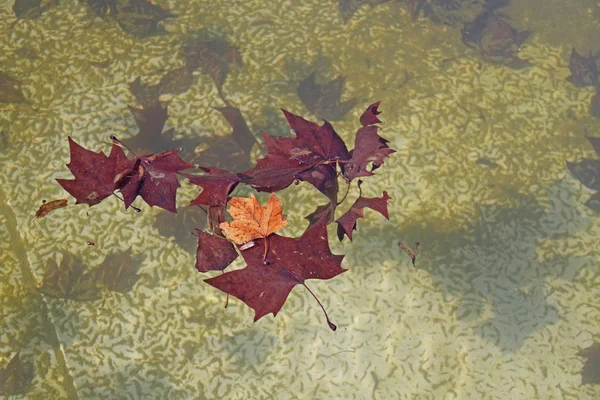 Herfstsfeer Selectieve Focus — Stockfoto