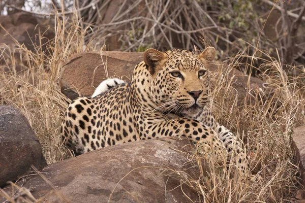 Leopar Yırtıcı Büyük Kedi — Stok fotoğraf