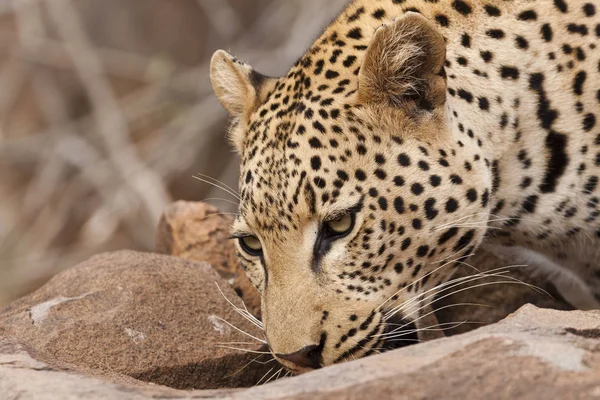 Cheeta Kat Luipaard Dier Wilde Kat — Stockfoto