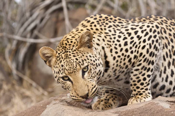 Gepardkatt Leoparddjur — Stockfoto
