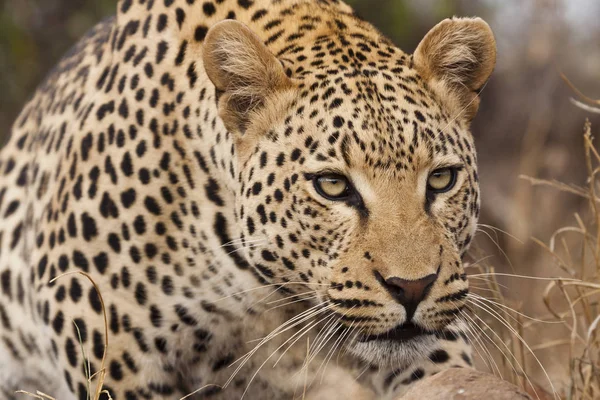 Cheeta Kat Luipaard Dier — Stockfoto