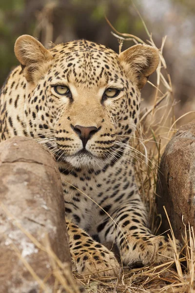 Portrede Leopar Panthera Pardus — Stok fotoğraf