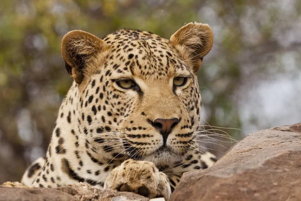 Portrede Leopar Panthera Pardus — Stok fotoğraf