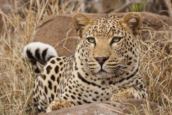 Luipaard Panthera Pardus Portret — Stockfoto