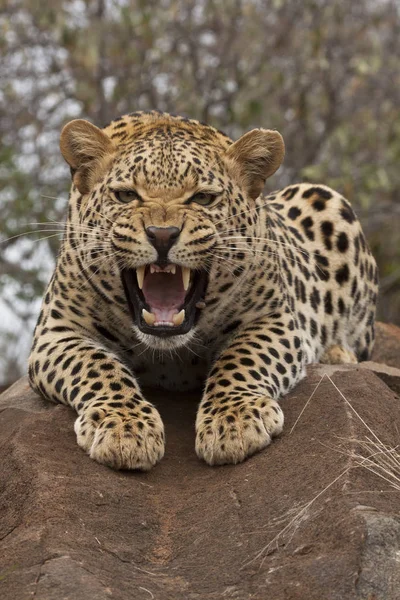 Gepárd Leopárd Macska Ragadozó Állat — Stock Fotó