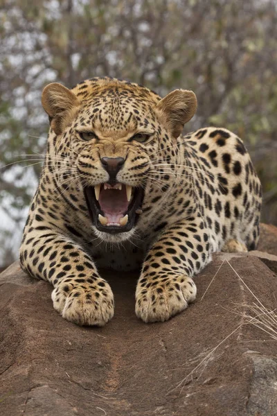 Gato Leopardo Chita Animal Predador — Fotografia de Stock