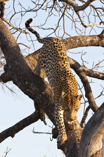 Cheetah Cat Leopard Animal Wildcat — Stock Photo, Image