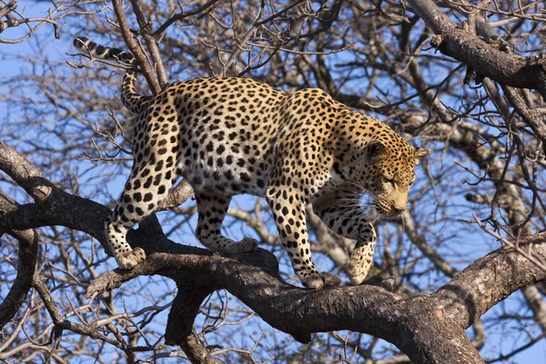 Çita Kedi Leopar Hayvan — Stok fotoğraf
