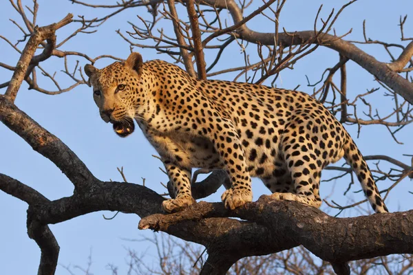 Leopardo Predador Grande Gato — Fotografia de Stock