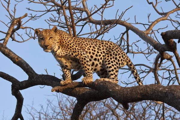Gepardenkatze Leopard Tier Wildkatze — Stockfoto