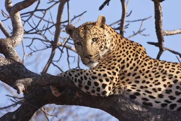 Geparden Leopard Katze Raubtier — Stockfoto