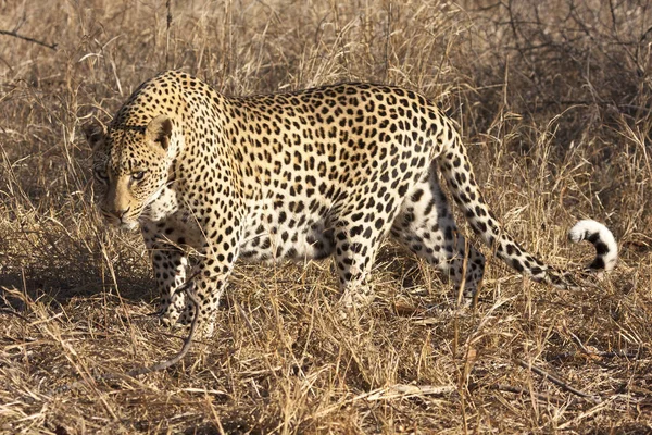 Cheeta Kat Luipaard Dier — Stockfoto