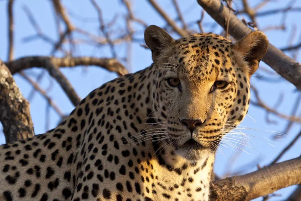 Luipaard Panthera Pardus Klimmend Rond Boom — Stockfoto