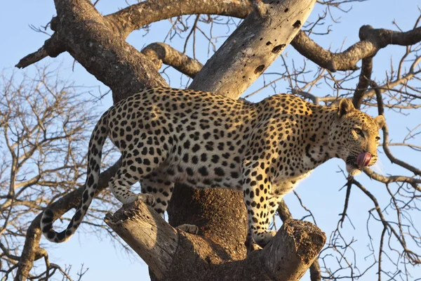 Gepardkatt Leoparddjur Vildkatt — Stockfoto