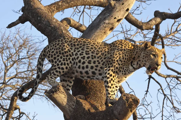 Gepardkatt Leoparddjur Vildkatt — Stockfoto