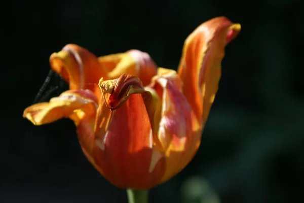 春の目覚めの花チューリップ — ストック写真