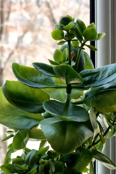 Pianta Casa Foglia Verde Ornamentale Che Cresce Vaso Davanzale Sia — Foto Stock