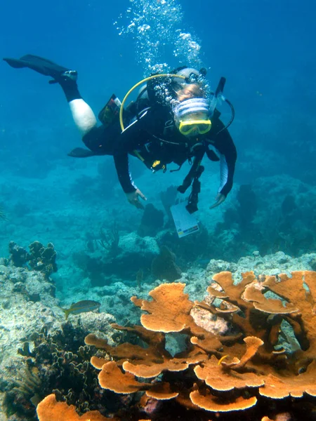 フロリダキーズ沖のサンゴ礁の上を泳ぐスキューバダイバーの水中ビュー アメリカ — ストック写真