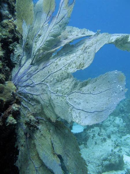 Key Largo Florida Daki Mercan Resimleri — Stok fotoğraf