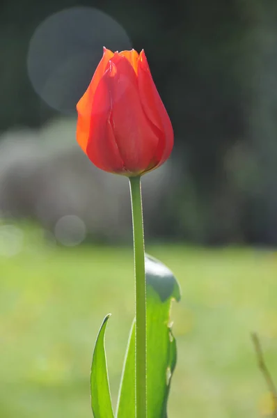 Tulpen Blühen Frühlingsflora — Stockfoto