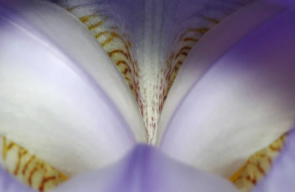 Las Flores Corazón Del Iris —  Fotos de Stock