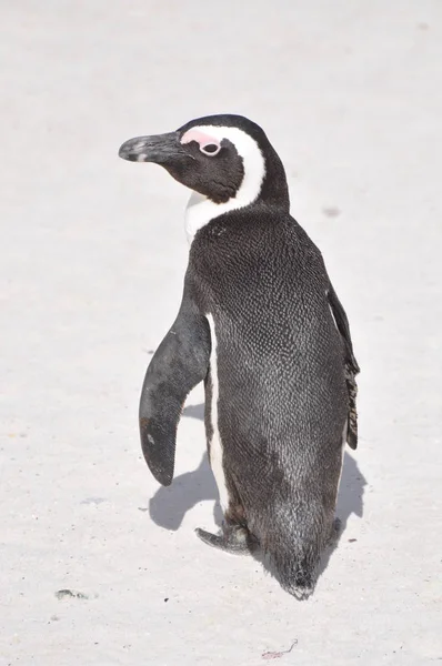 Brillenpinguin Kappinguin South Africa — 스톡 사진