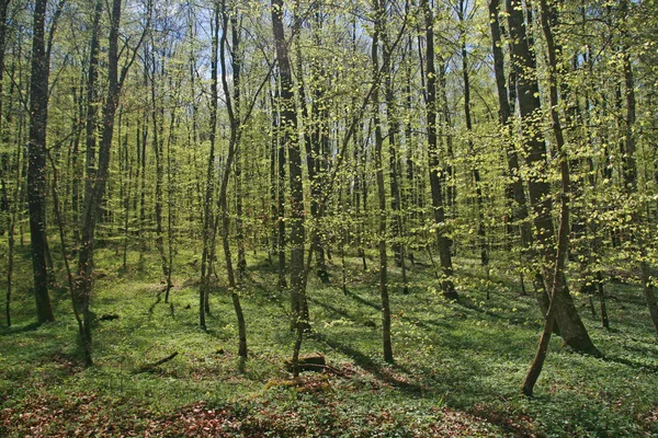 Tavasszal Lombhullató Erdő — Stock Fotó