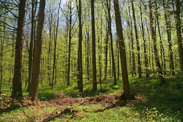 Veertig Bos Het Voorjaar — Stockfoto