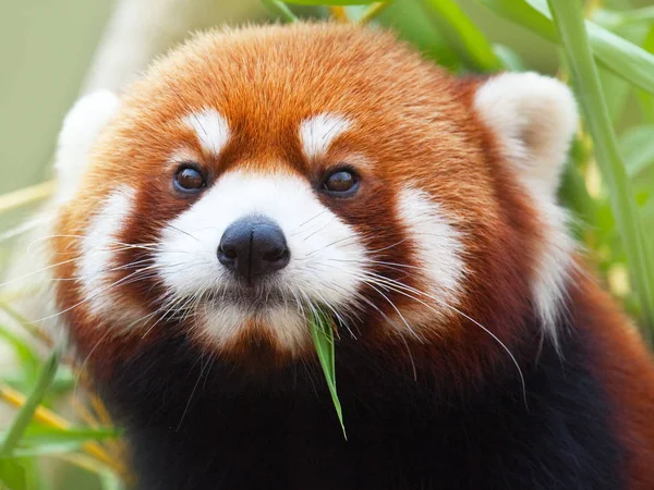 Red Panda Ailurus Fulgens — Stock Photo, Image