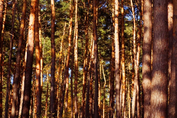 Солнечные Лучи Естественных Еловых Лесах — стоковое фото