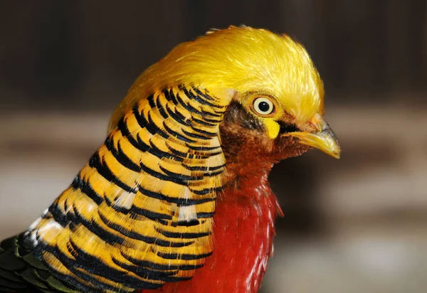 Vista Cênica Belo Pássaro Natureza — Fotografia de Stock
