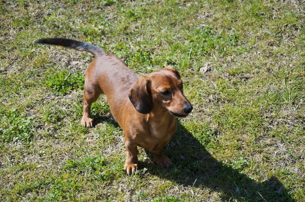 Schöne Dackelhündin Sonnigen Tag — Stockfoto