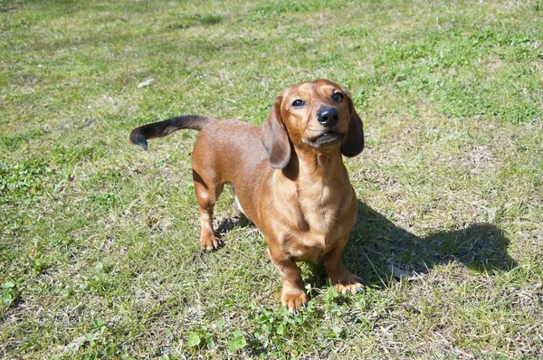 晴れた日の美しいダックスフンド犬 — ストック写真