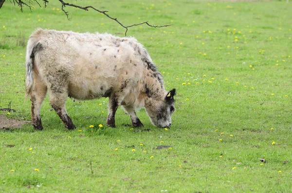 Galloway Rinder Nutztiere — Stockfoto