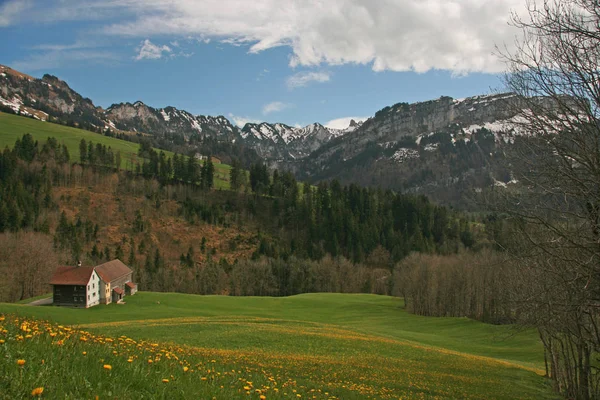 Prés Pissenlits Avec Panorama Montagne — Photo