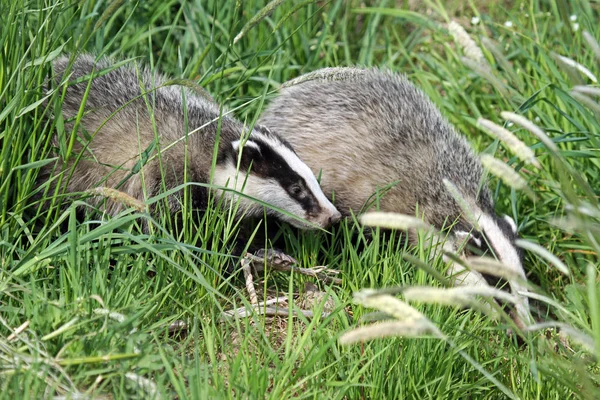 Jonge Das Ontdekkingstocht — Stockfoto