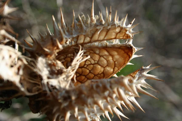 Bollo Vacío Datura Datura — Foto de Stock