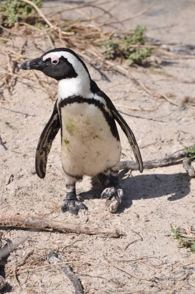 Brillenpinguin Kappinguin Sur Africa — Foto de Stock