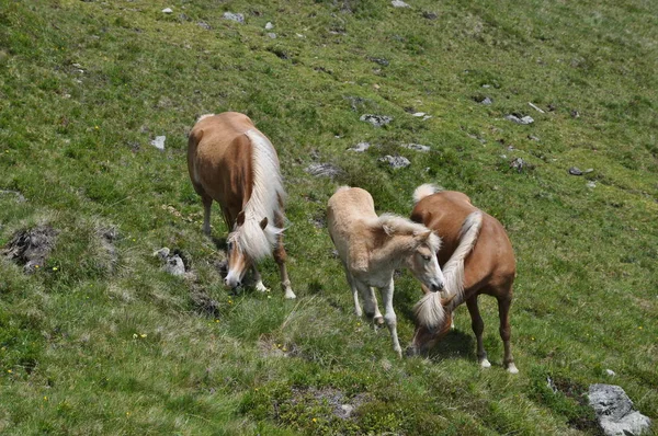 Wilder Kaiser Tirol Alpen — 스톡 사진