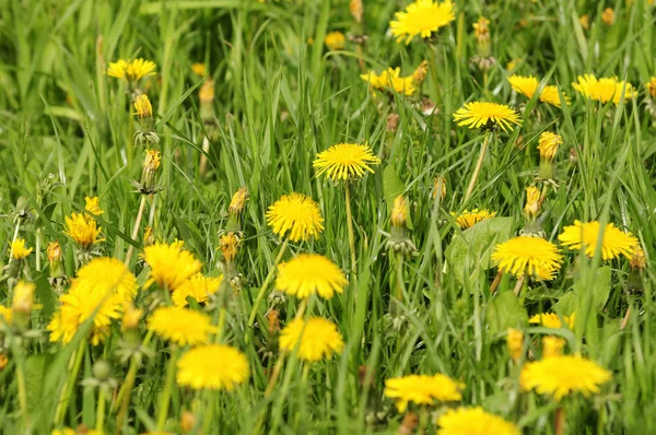 Piękny Widok Naturalnego Kwiatu Mniszka Lekarskiego — Zdjęcie stockowe