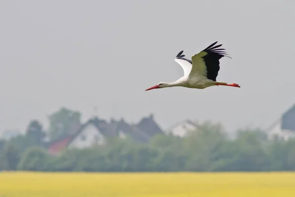 Aussichtsreiche Aussicht Auf Weißstorch Wilder Natur — Stockfoto