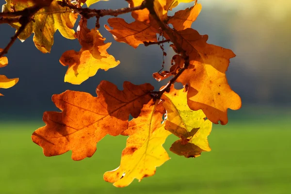 五彩缤纷的秋叶 秋天的树叶 — 图库照片